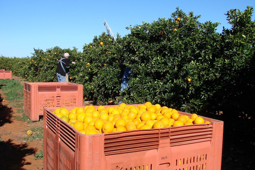 Citrus fruit being picked