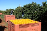 Worker picks oranges from an Australian orange farm