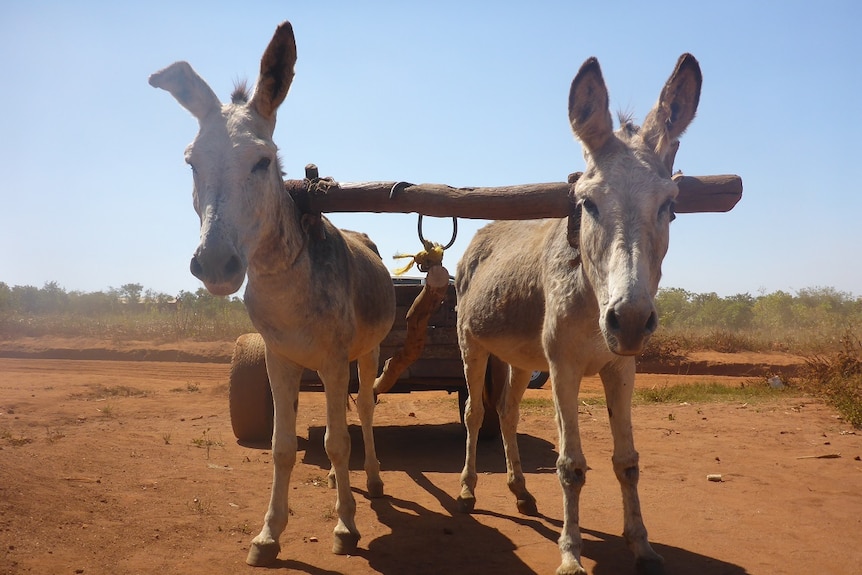A photo of two donkeys pulling a cart in the arid landscape of Malawi