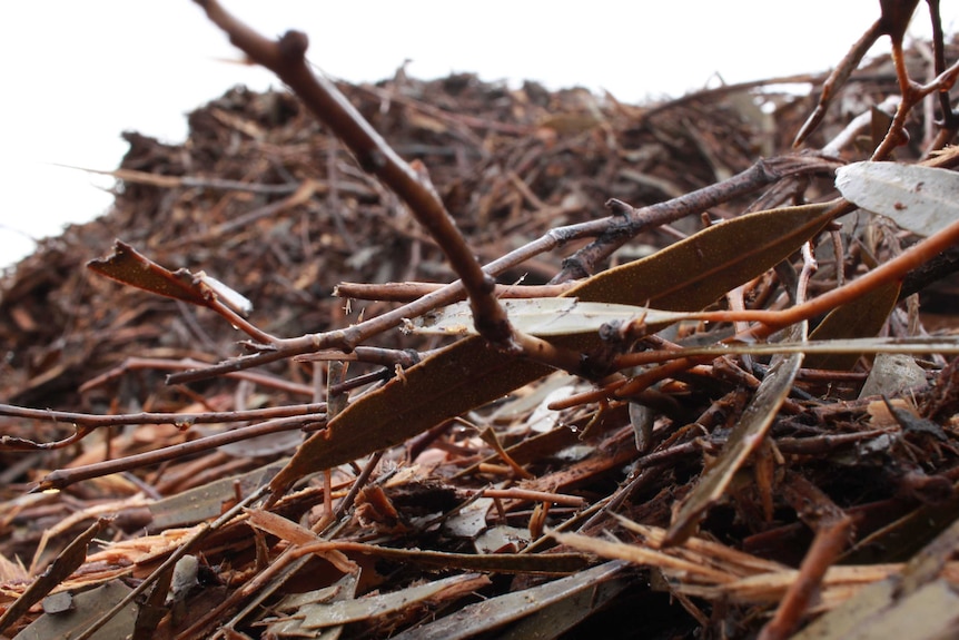 Eucalyptus trees as fuel