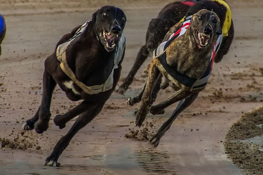 Greyhounds racing.