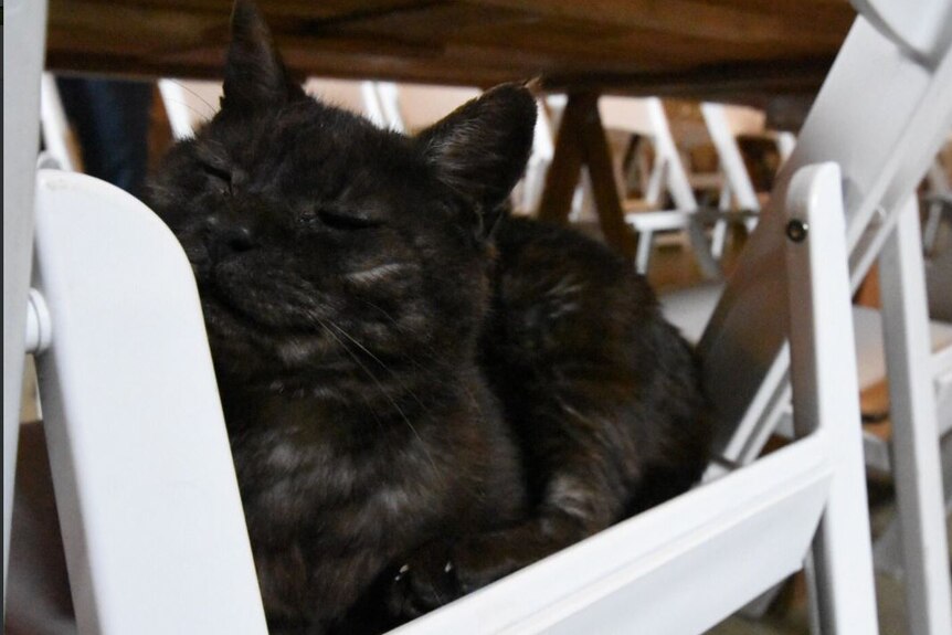 A black cat nestles between a chair and a table at a wedding venue.