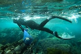 Underwater shot of a free diver in a wetsuit holding a net bag with abalone