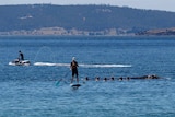 Spectators touching a whale in Hobart's River Derwent.