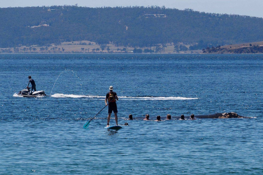 Spectators touching a whale in Hobart's River Derwent.