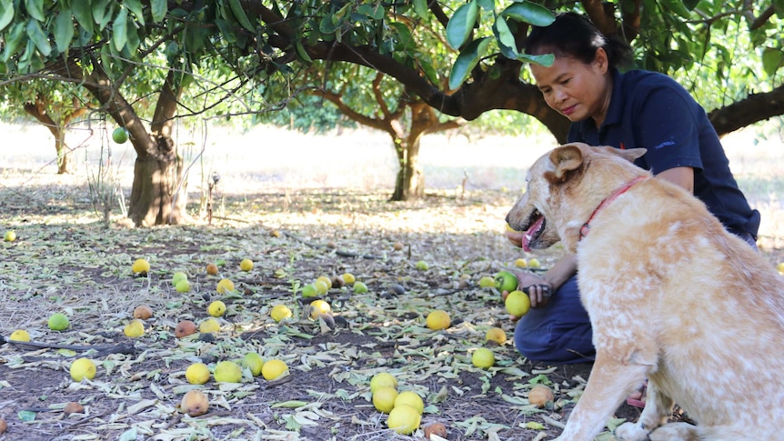Tou Saramat Ruchkaew assesses the fruit loss from underneath a lime tree, with rotten limes all over the ground.