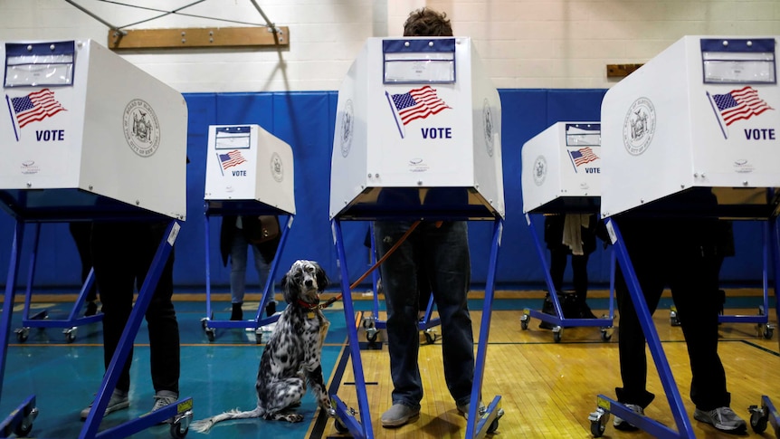 An English Setter dog waits as his owner votes during the midterm election in Manhattan in New York City.