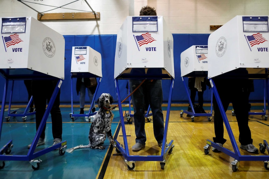 An English Setter dog waits as his owner votes during the midterm election in Manhattan in New York City.