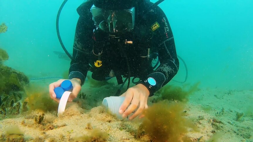 Diver, Aria Lee, a researcher from UNSW, collecting sediment in Sydney Harbour.