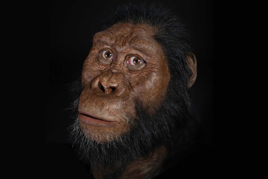 Reconstruction of Australopithecus anamensis