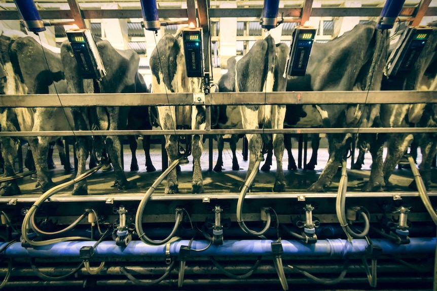 Cows being milked at a dairy farm in Victoria's Gippsland region.