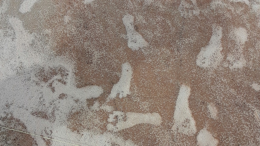 An image of footprints scattered on a sandy surface.