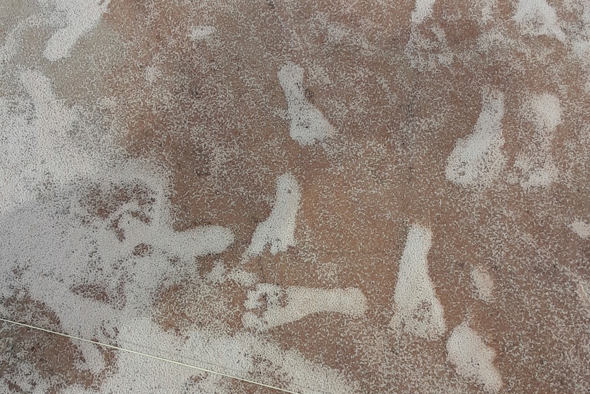 An image of footprints scattered on a sandy surface.