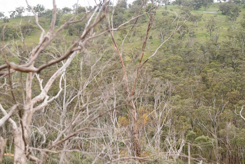 A forest with some trees without leaves.