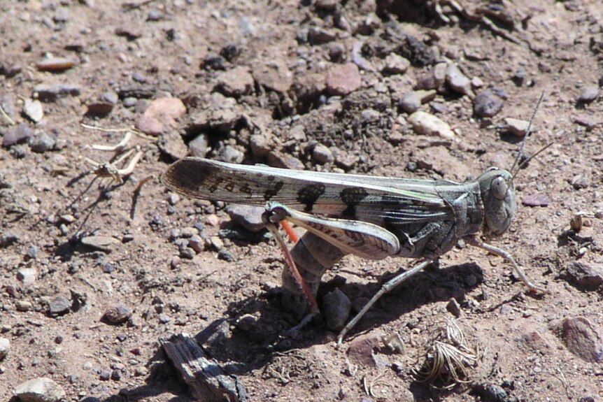A close-up picture of a juvenile plague locust on the ground