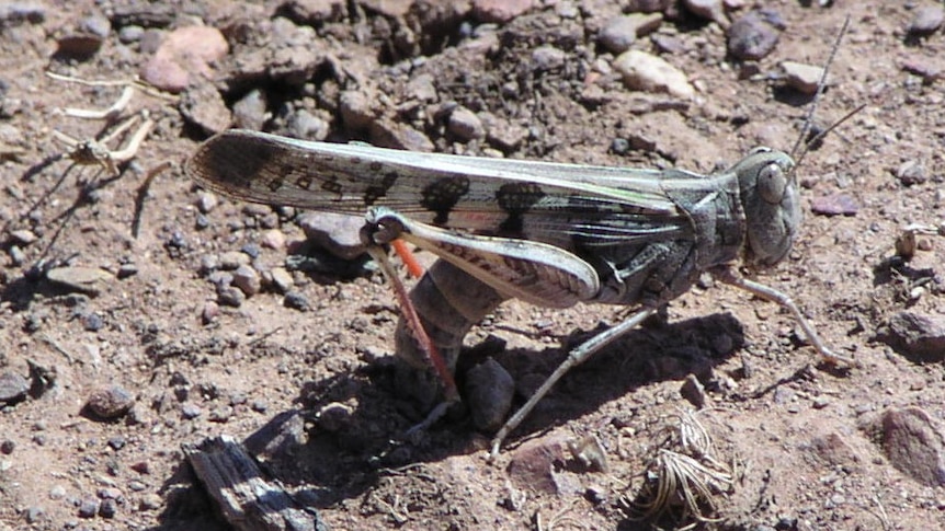 A close-up picture of a juvenile plague locust on the ground