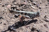 A close-up picture of a juvenile plague locust on the ground