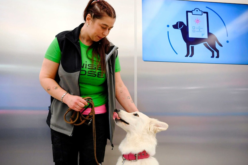 A white dog sits with its tongue out next to its trainer, who looks down at the dog and pats it simultaneously.