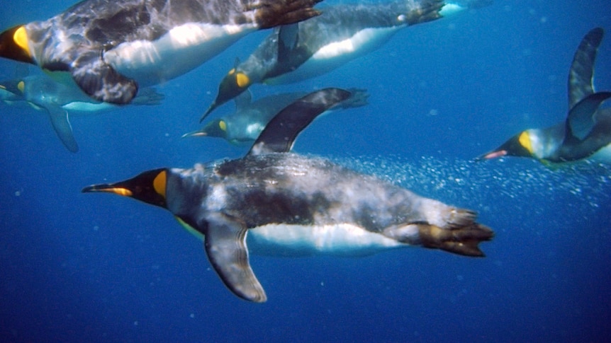 King penguins swimming underwater.