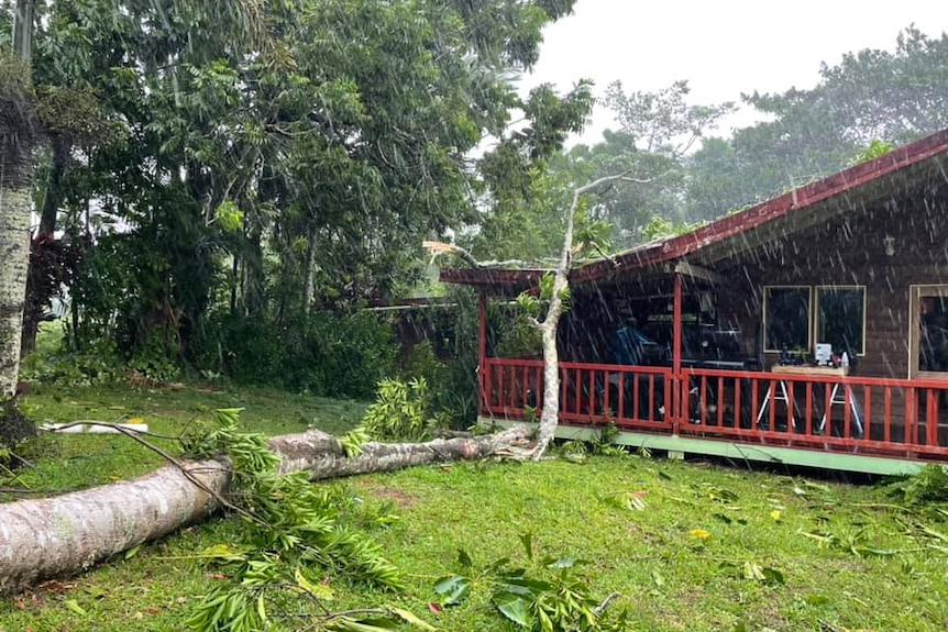 A tall tree falls and snaps on the roof of a house.