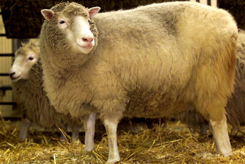 Dolly the sheep during a photocall in 2002.