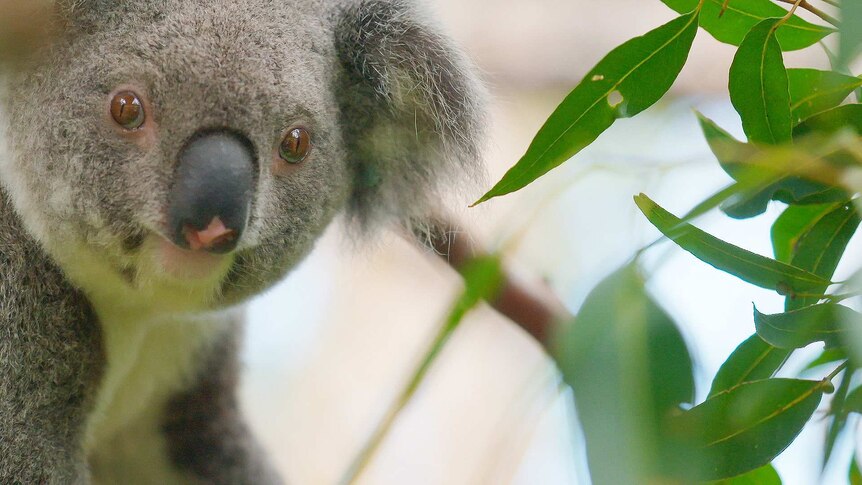 A koala in a tree looking at the camera