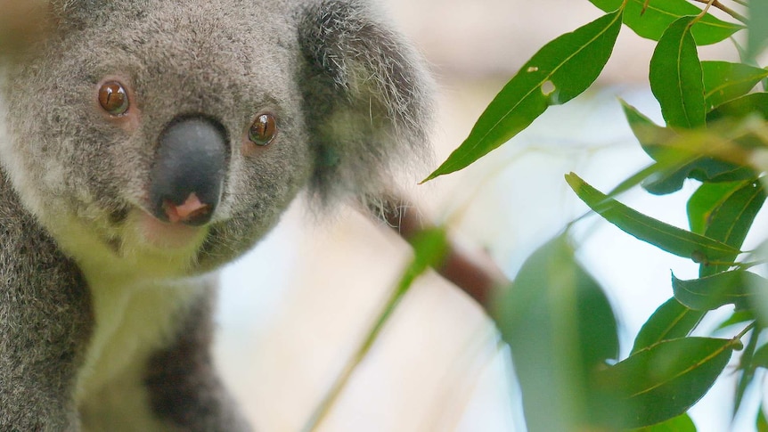 A koala in a tree looking at the camera