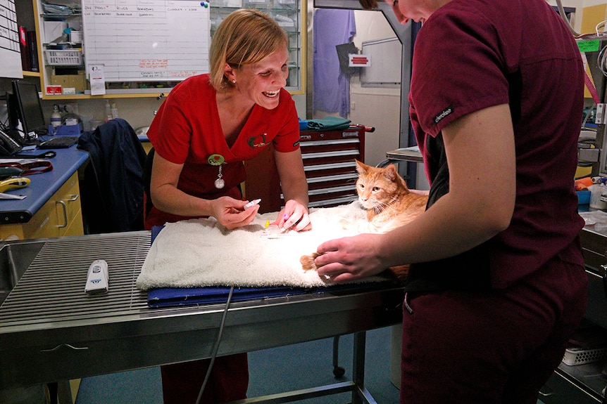 Dr Hompas takes a blood sample from a cat.