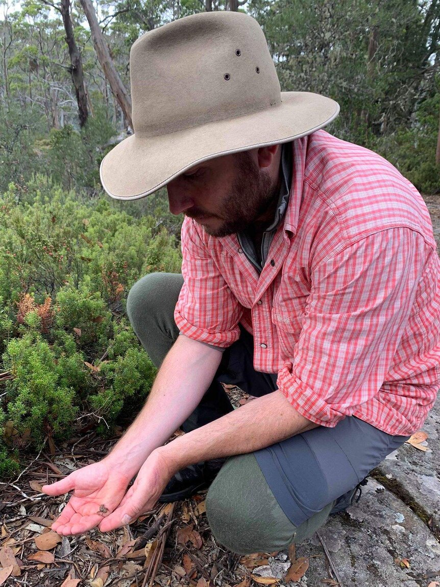 Daniel Hackett crouches and holds a tiny frog at Lake Malbena.