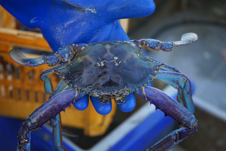 Photo of blue swimmer crab, Mandurah, Western Australia