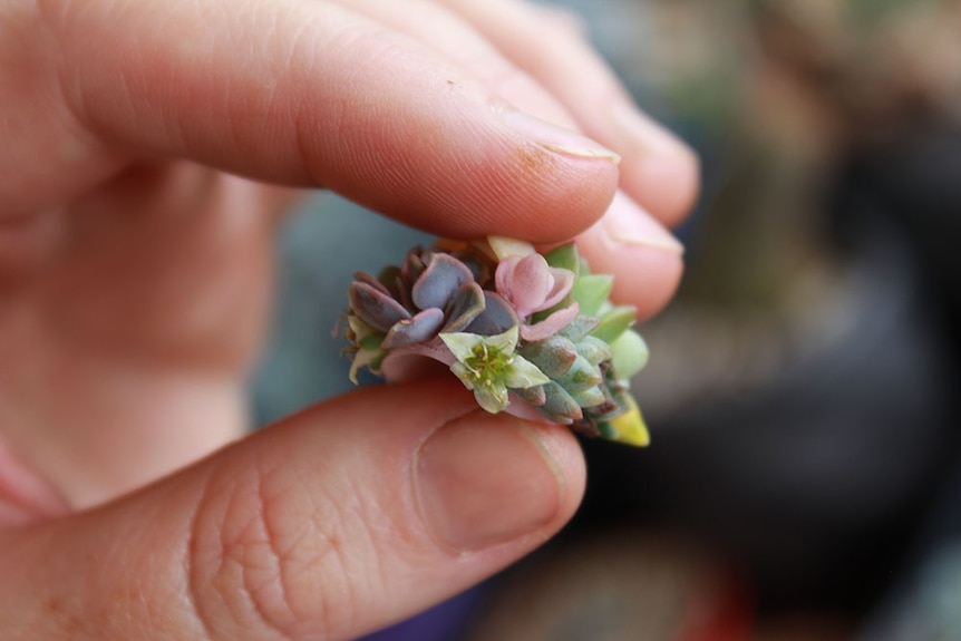 Succulent stuck onto an acrylic nail.