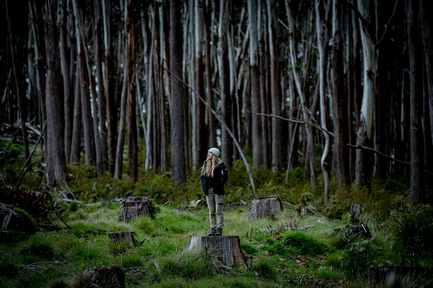 Dr Ashman stands on a stump in a logged area of forest in eastern Victoria