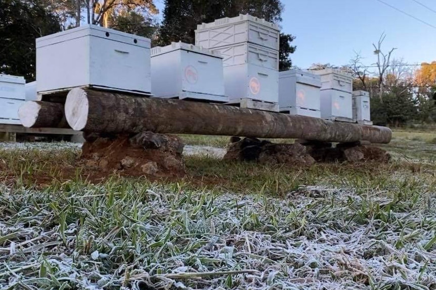 Frost is visible on the grass in the foreground, with a series of hives lined up on a tree trunk in the background.