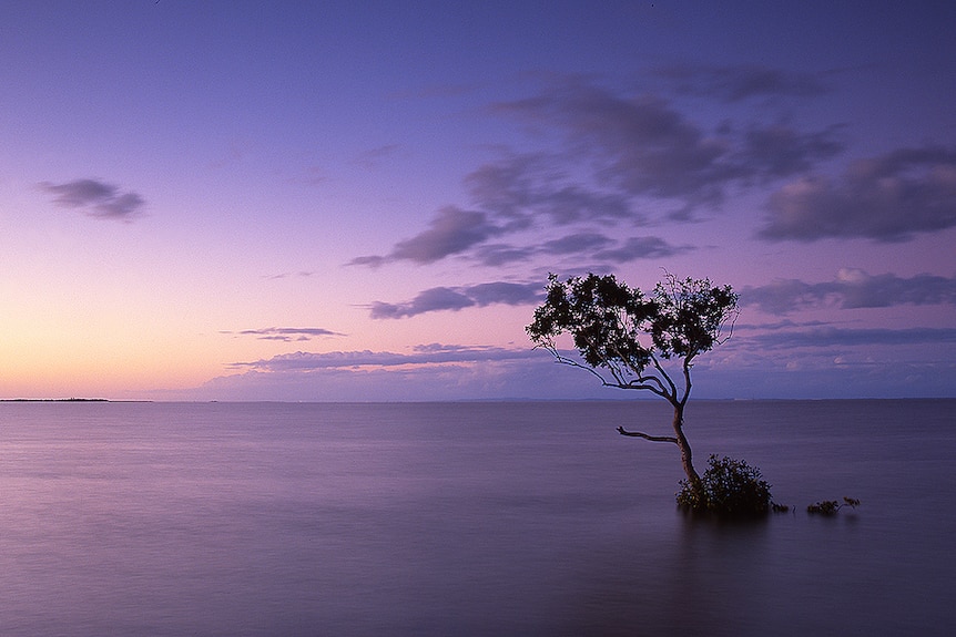 Mangrove Wellington Point