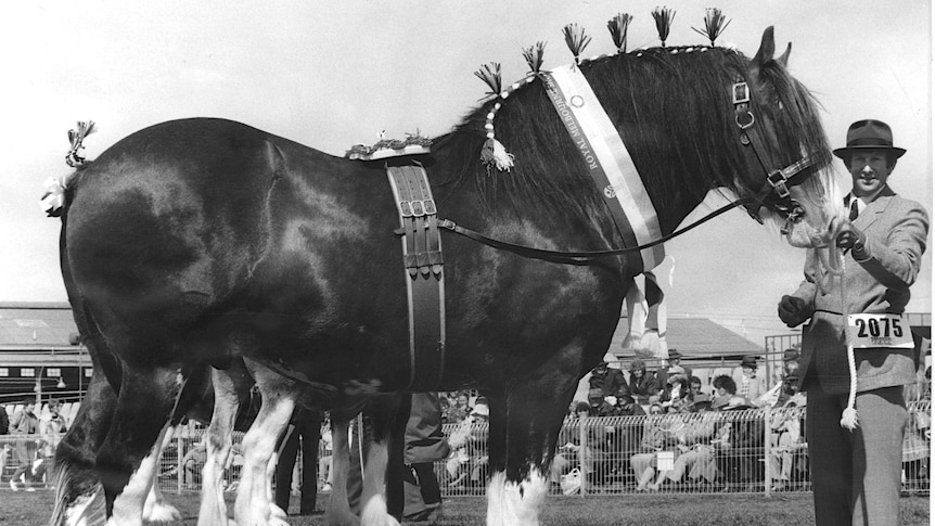 Photo of a B&W photo of a Clydesdale horse