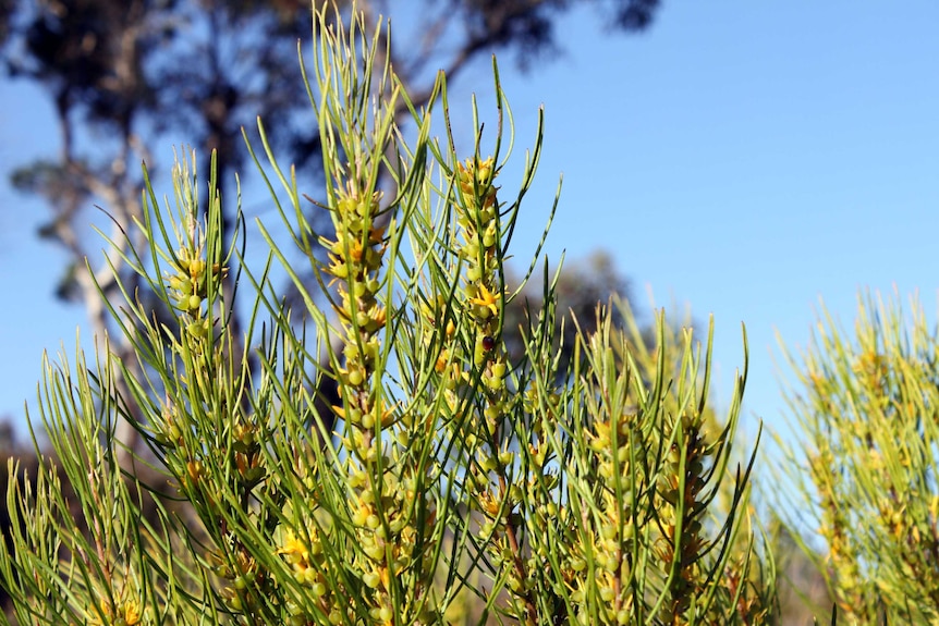 A plant with lime green foliage and orange flowers