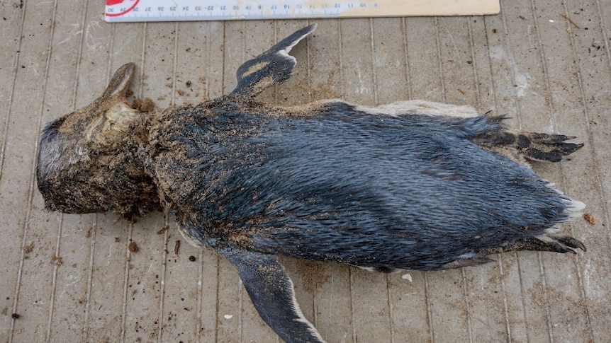 A dead penguin on the beach next to a ruler to measure its size