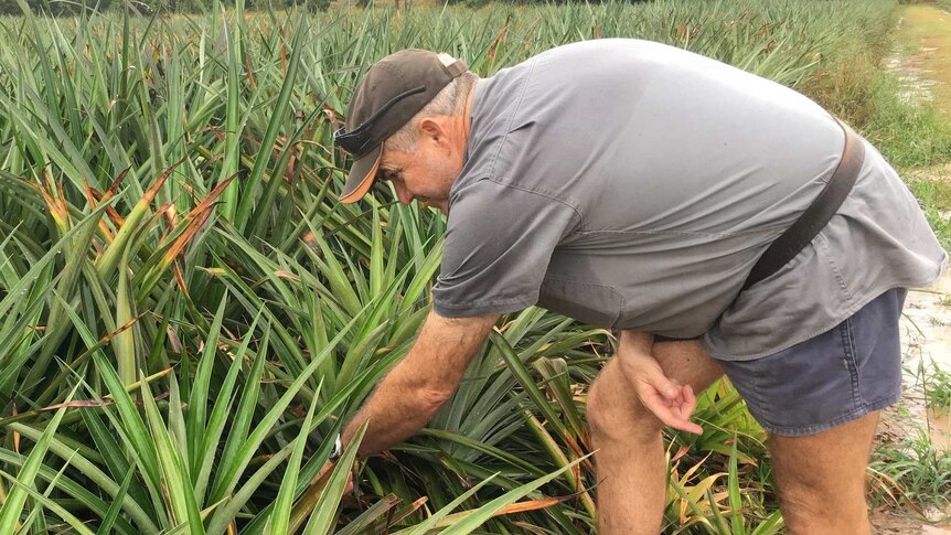 A pineapple farmer inspects his fields