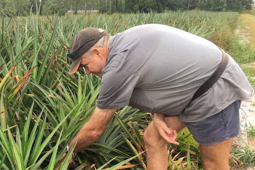 A pineapple farmer inspects his field