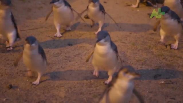 Fairy penguins on the beach