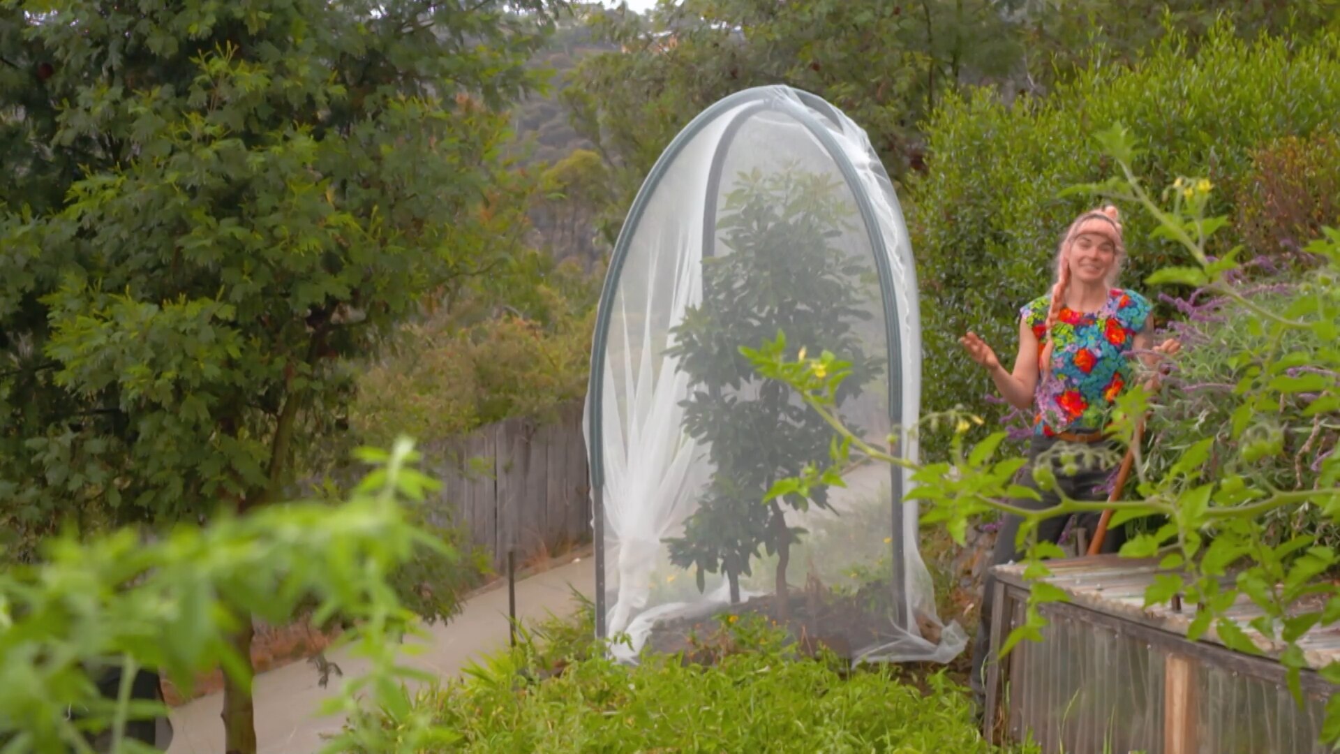 Choose nets with small holes How to safely net your fruit trees ABC