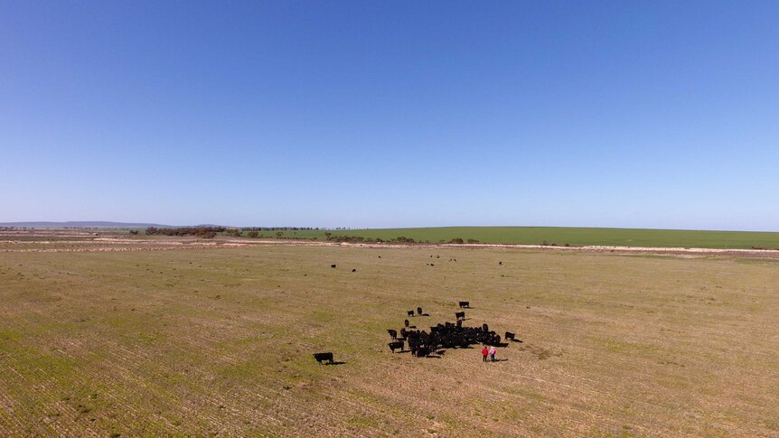 Albie Bookham's breeding herd of Ultra Black cattle
