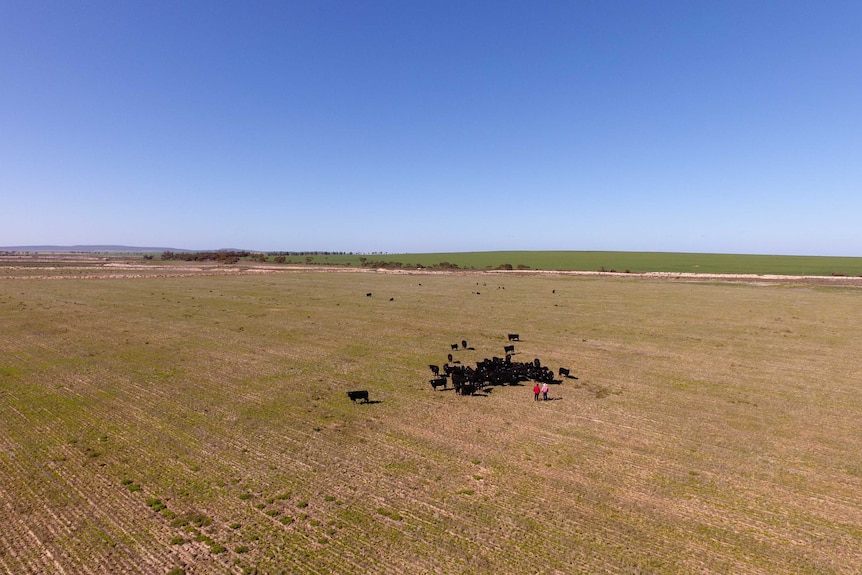 Albie Bookham's breeding herd of Ultra Black cattle