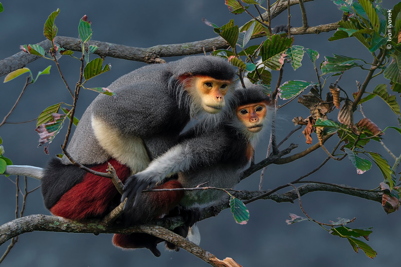 A pair of red-shanked douc langurs are seen mating in a tree