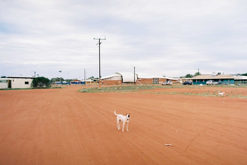 A white dog with a black patch over its left eye standing alone on a dirt street.