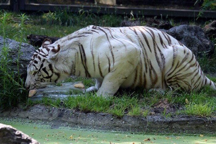 A white tiger licks a block of ice at a zoo in France during a heatwave