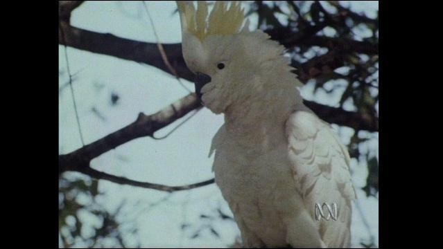 A sulphur-crested cockatoo witting in a tree with his crest
