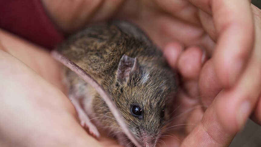 A mouse with brown, black, white fur snuggles into a researcher's hands. The mouse has long whiskers, big eyes and a long tail