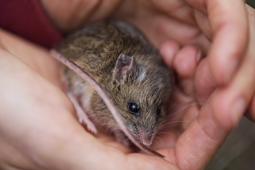A mouse with brown, black, white fur snuggles into a researcher's hands. The mouse has long whiskers, big eyes and a long tail