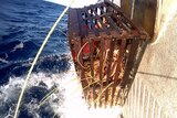 Rock lobster catch being hauled onto boat